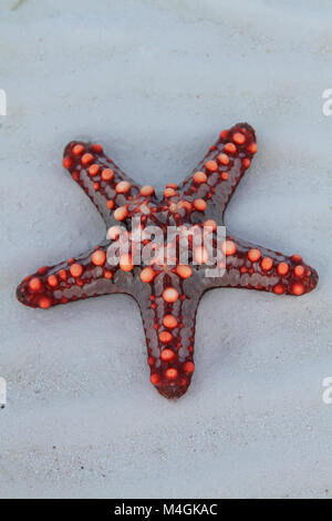 Red-knobbed starfish, Protoreaster linckii, Zanzibar, Tanzania Stock Photo