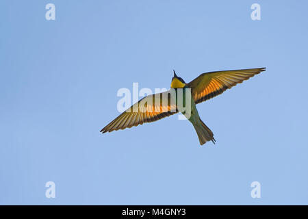 bee-eater in flight Stock Photo