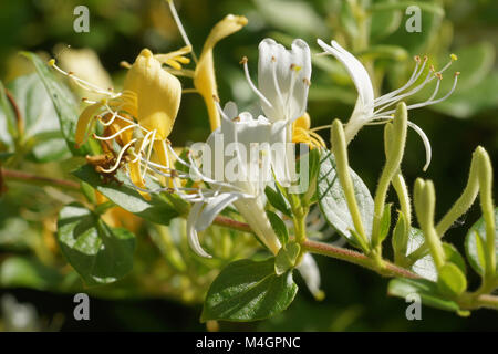 Lonicera caprifolium, italian honeysuckle Stock Photo