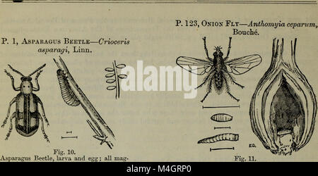 Annual report - Entomological Society of Ontario (1881) (18431964951) Stock Photo