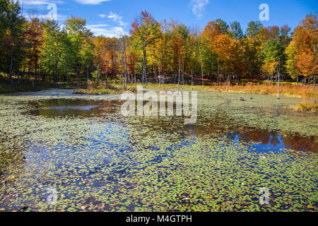 Small lovely lake in fall Stock Photo