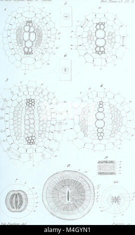 Annales des Sciences Naturelles Botaniques (18407297375) Stock Photo