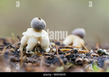 Rayed four footed earthstar Stock Photo