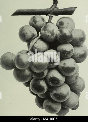 Annual report of the Fruit Growers' Association of Ontario, 1904 (1905) (14775576851) Stock Photo