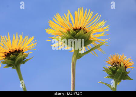Elecampane with yellow blossoms Stock Photo