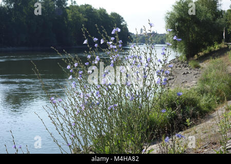 Cichorium intybus, Chicory Stock Photo