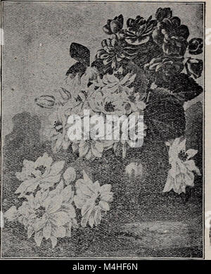 Annual seed and plant catalogue, 1902 (1902) (20567008435) Stock Photo