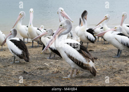 Pelican feeding in San Remo Stock Photo