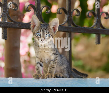 a young tabby cat with blue eyes outdoors Stock Photo - Alamy