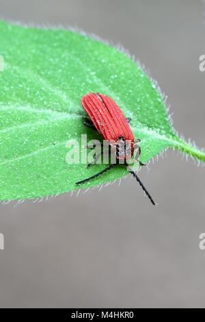 Golden net-winged soldier beetle,  Dictyopteris aurora Stock Photo