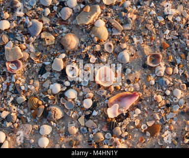 Seashells on the beach at Gulf State Park, Alabama Stock Photo