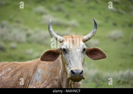 A Nguni cow with big horns sitting on the hillside near Coffee Bay at the Indian Ocean in the Eastern Cape at the Wild Coast of South Africa against g Stock Photo