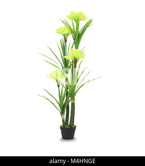 Big dracaena palm in a pot isolated over white Stock Photo