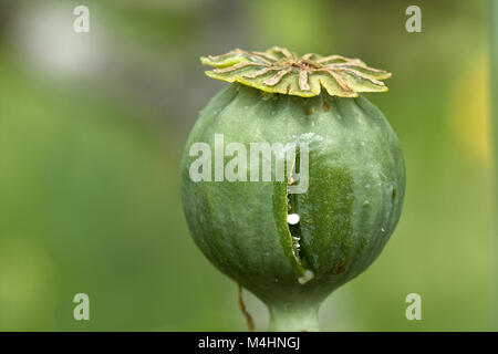 Opium poppy (Papaver somniferum) with incision for bleeding latex Stock ...