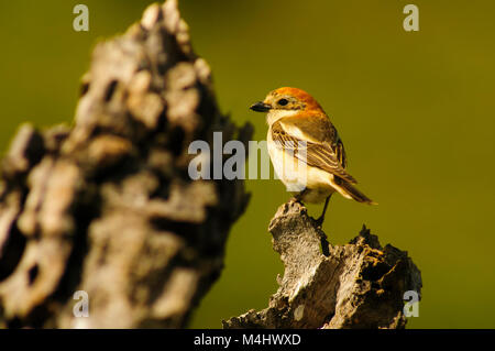 Woodchat shrike (Lanius senator) perched in the top of a branch, look after its territory Stock Photo