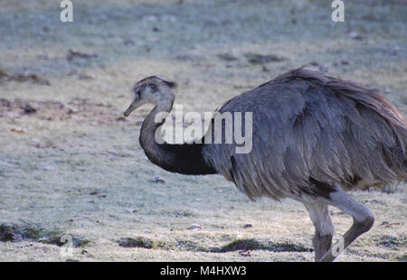 Emu walking on a frosty morning, grey and white, UK Stock Photo