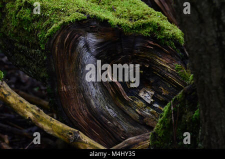 Damp moss covered deadwood fallen tree stump UK Stock Photo