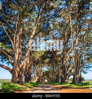 cypres tree tunnel at point reyes  national seashore Stock Photo
