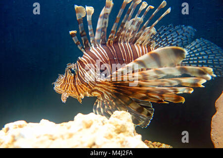 A Lionfish venomous marine fish species Stock Photo