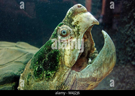A very old Alligator snapping turtle Stock Photo