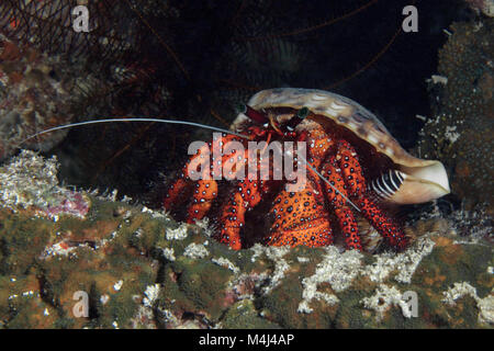 Hermit crab (Dardanus megistos) Stock Photo