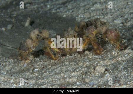 Camposcia retusa, known as the spider decorator crab. Picture taken near  Panglao Island, Philippines Stock Photo