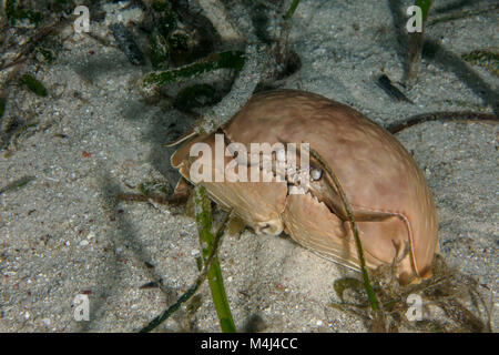 Box crab (Calappa calappa). Picture taken on the Panglao Island, Philippines Stock Photo