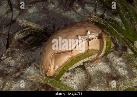 Box crab (Calappa calappa). Picture taken on the Panglao Island, Philippines Stock Photo