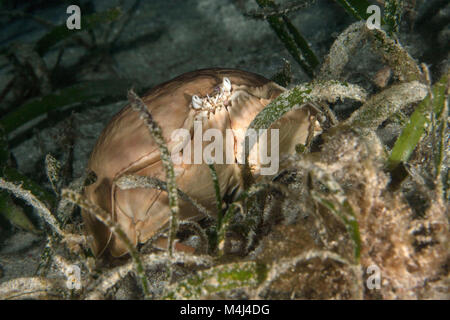 Box crab (Calappa calappa). Picture taken on the Panglao Island, Philippines Stock Photo