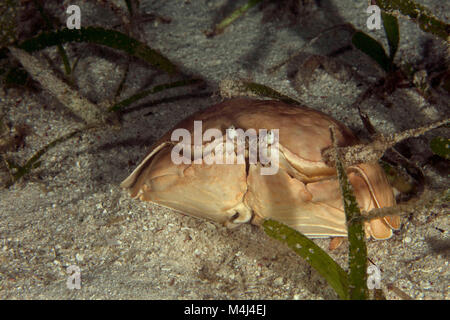 Box crab (Calappa calappa). Picture taken on the Panglao Island, Philippines Stock Photo