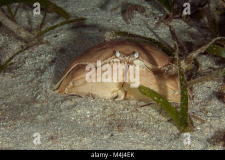 Box crab (Calappa calappa). Picture taken on the Panglao Island, Philippines Stock Photo