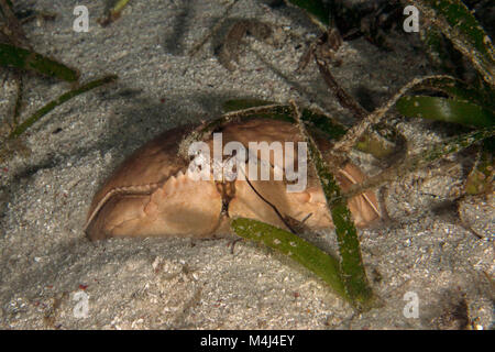 Box crab (Calappa calappa). Picture taken on the Panglao Island, Philippines Stock Photo