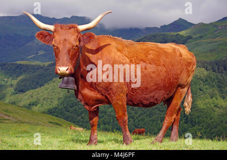 french cow with mountains in background Stock Photo