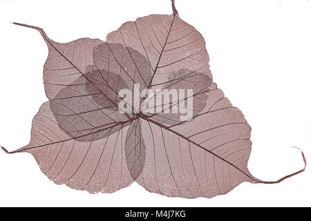 Red dried leaves skeletons close up Stock Photo