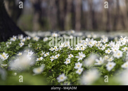 Windflower (Anemone nemorosa) Stock Photo