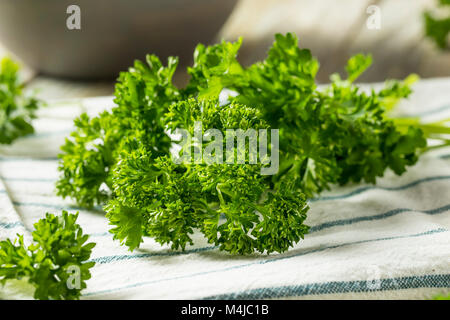 Raw Green Organic Curly Parsley Ready to Cook With Stock Photo