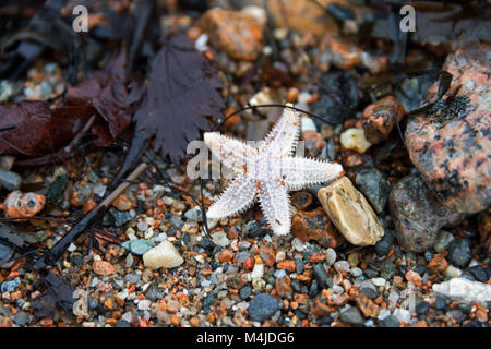 Small sea star, probably Asterias rubens, washed up on the beach in Seal Harbor, Maine Stock Photo