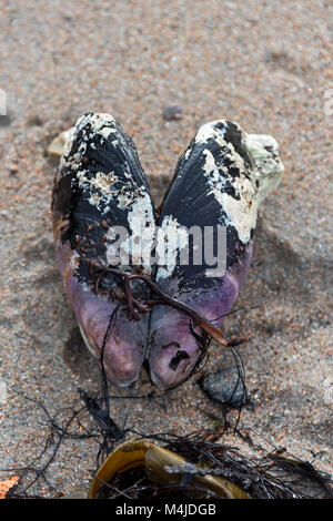 Large barnacles growing on an empty Horse Mussel shell washed up on the beach, Seal Harbor, Maine. Stock Photo