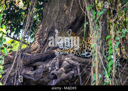 Jaguar resting in the shadow, Pantanal, Brazil Stock Photo