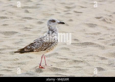 Seagull on Sand Stock Photo