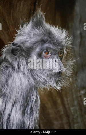 Silvered Leaf Monkey Stock Photo