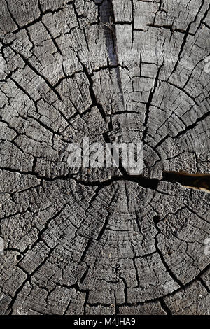 texture of the old cracked stump of the tree Stock Photo