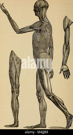 Applied physiology - including the effects of alcohol and narcotics (1897) (19739353072) Stock Photo