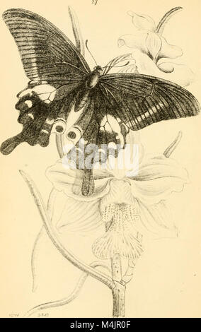 This work presents new findings in vertebrate species belonging to the ...