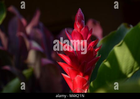 A beautiful red colorful Alpinia purpurata, better known as the red ginger flower is native to the Hawaiian islands Stock Photo