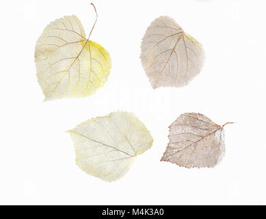 Herbarium from dried skeleton leaves of birch tree and linden Stock Photo