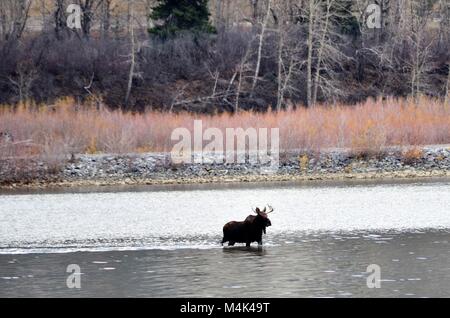 A young bull moose with a small antler rack, is crossing the lake to get to the other side. Stock Photo