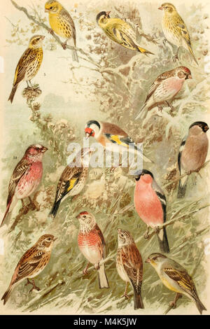 Atlante ornitologico - uccelli europei - con notizie d'indole generale e particolare (1902) (14562881778) Stock Photo