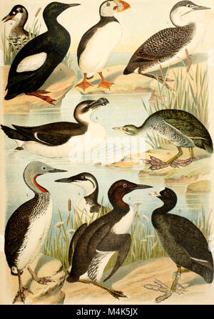 Atlante ornitologico - uccelli europei - con notizie d'indole generale e particolare (1902) (14562883369) Stock Photo