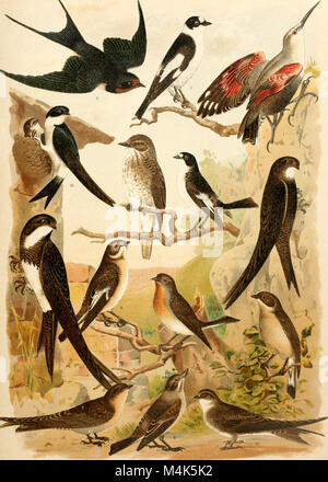 Atlante ornitologico - uccelli europei - con notizie d'indole generale e particolare (1902) (14726525706) Stock Photo